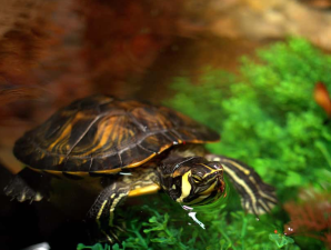 Water Quality Tips for Reptile Terrariums